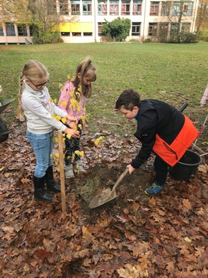 Drei Schüler pflanzen einen Baum