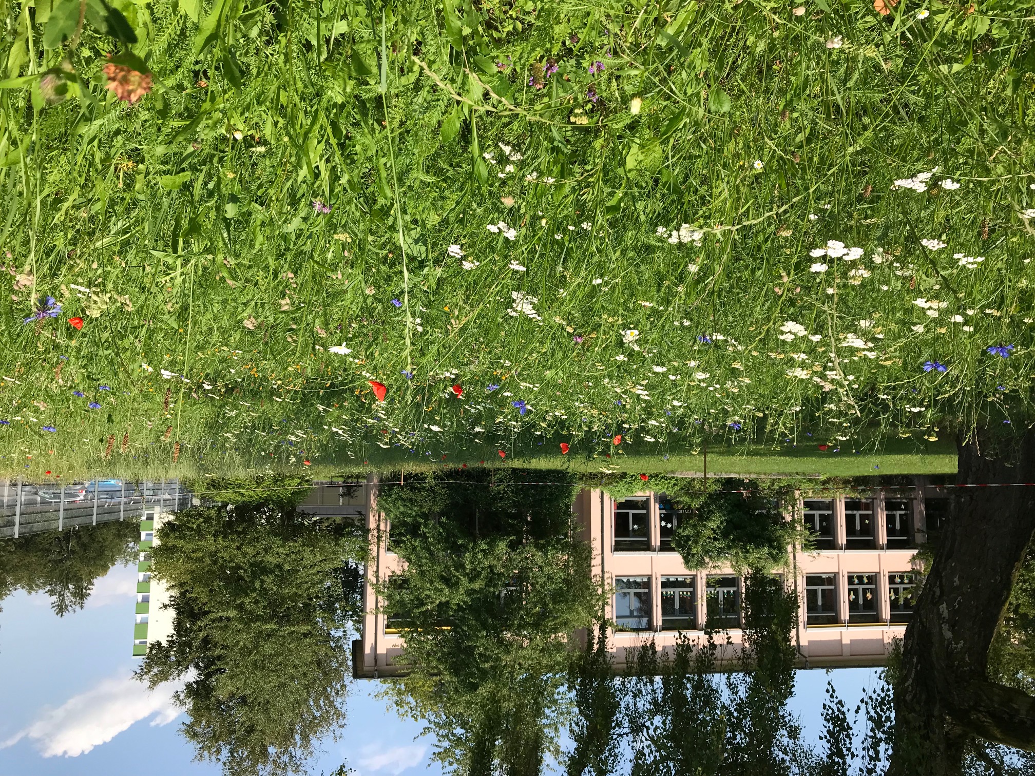 Die Blumenwiese im Naturlernraum blüht